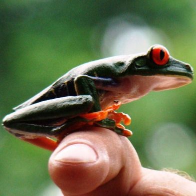 Costa-Rica-Nature-Travel.jpg Costa-Rica-Nature-Travel.jpg