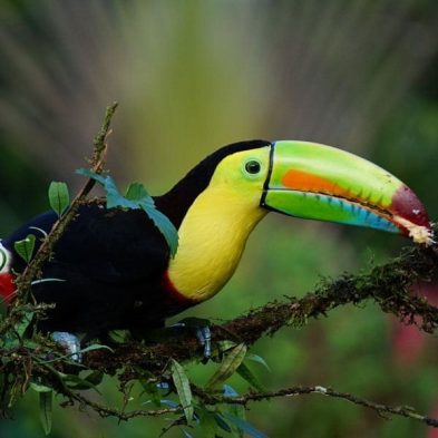 Costa-RicaTravel-Toucan.jpg Costa-RicaTravel-Toucan.jpg